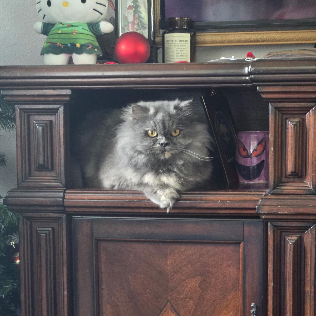 Enlarge Blue, a Adoptable Persian in Pahoa, HI image 3/3