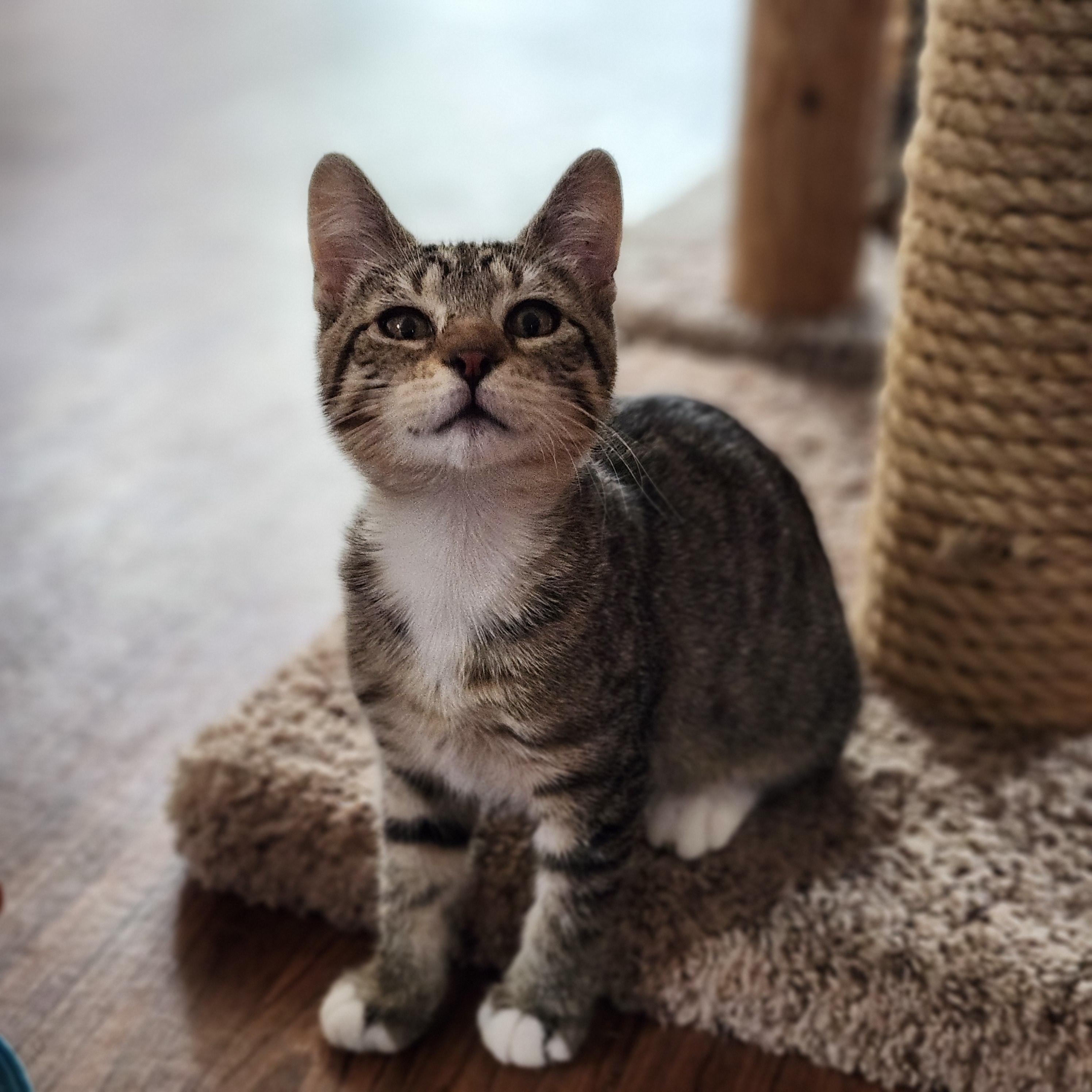 Enlarge Frenchy, an adopted mixed breed in Wild Rose, WI image 6/6