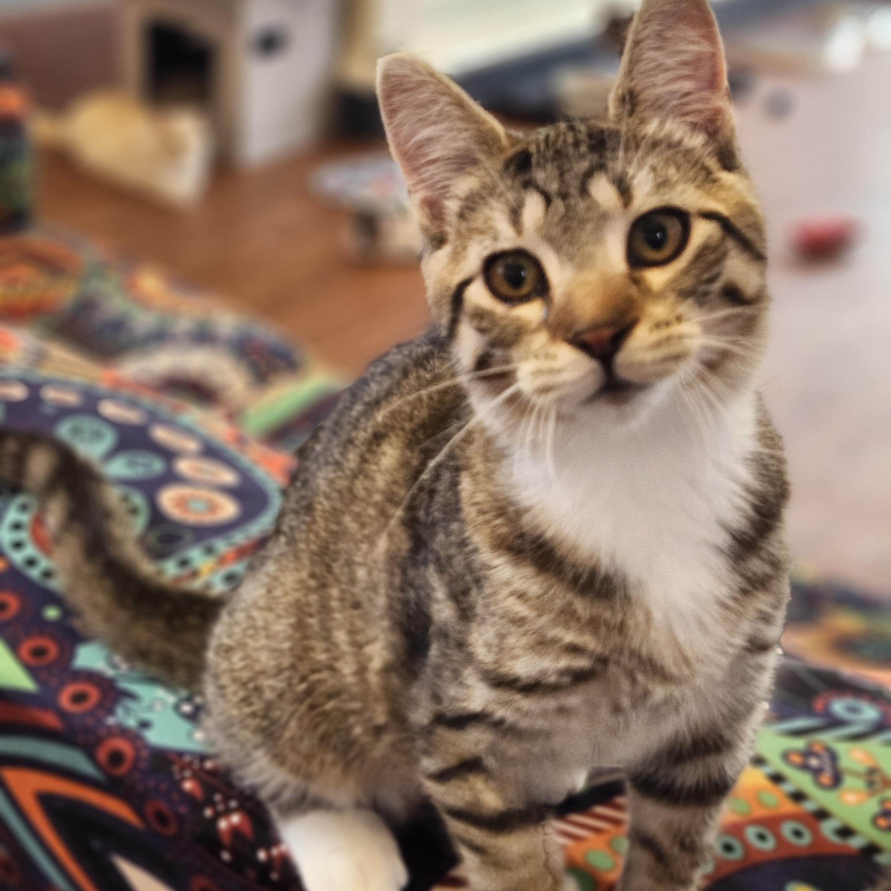 Enlarge Frenchy, an adopted mixed breed in Wild Rose, WI image 4/6