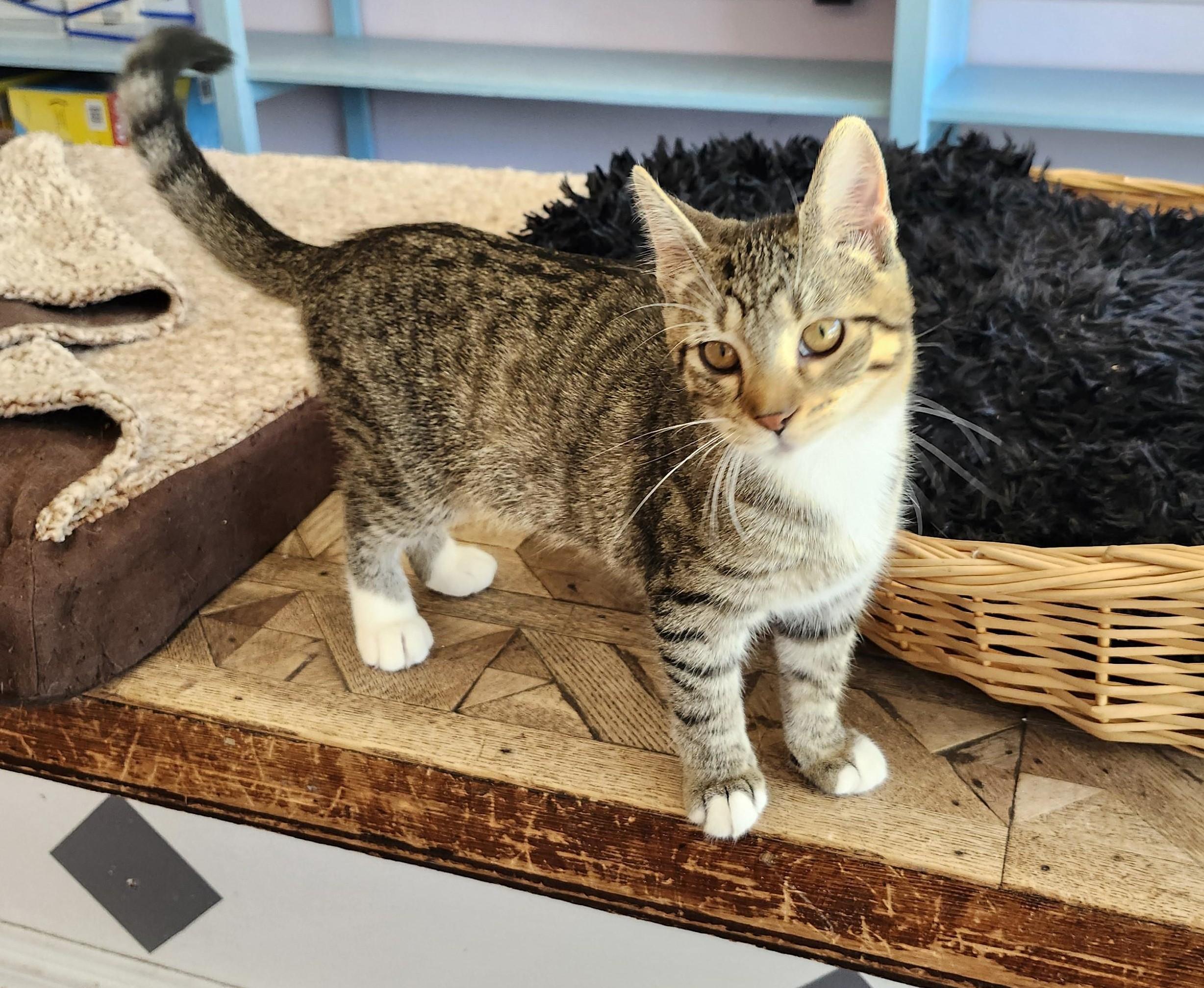 Enlarge Frenchy, an adopted mixed breed in Wild Rose, WI image 3/6