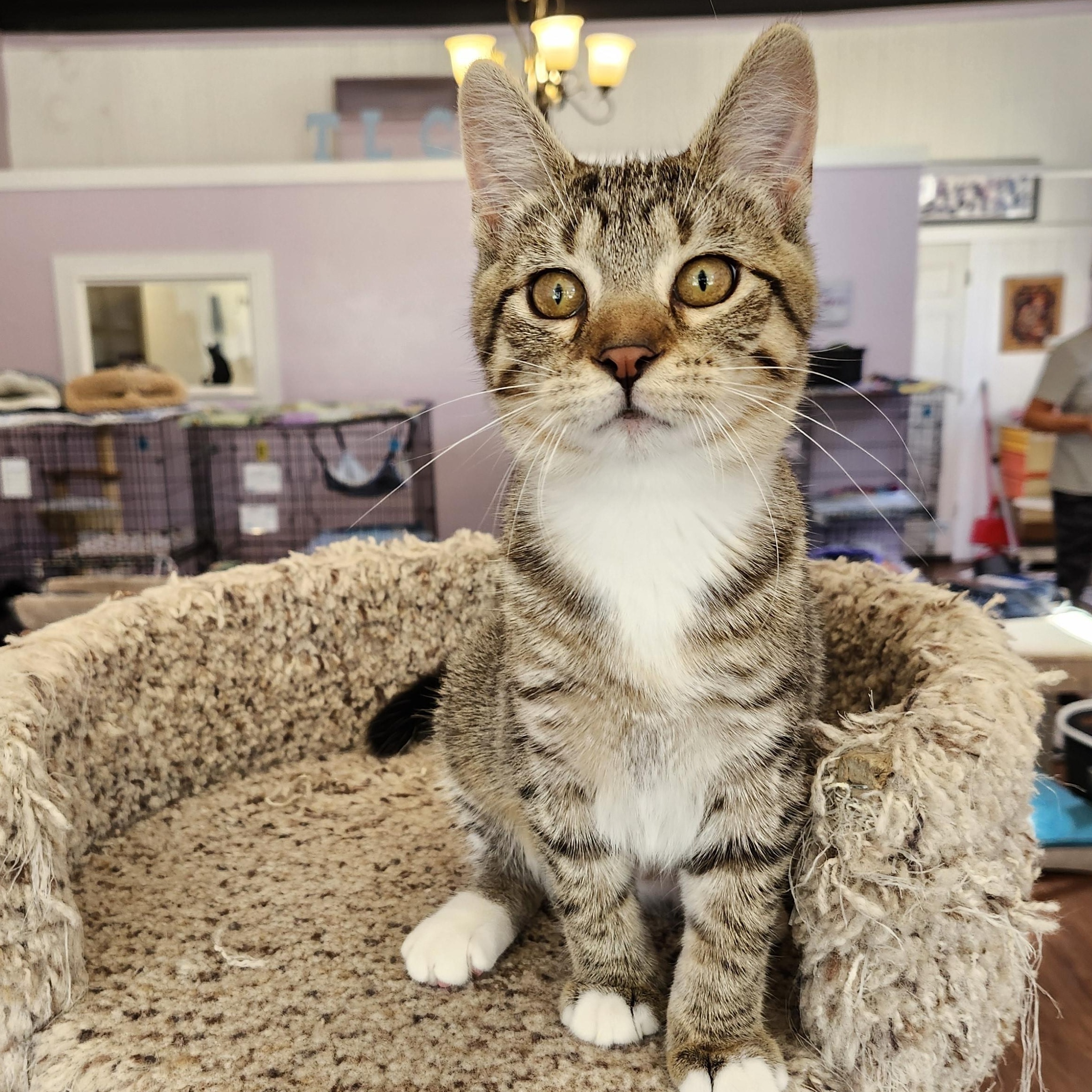 Enlarge Frenchy, an adopted mixed breed in Wild Rose, WI image 1/6