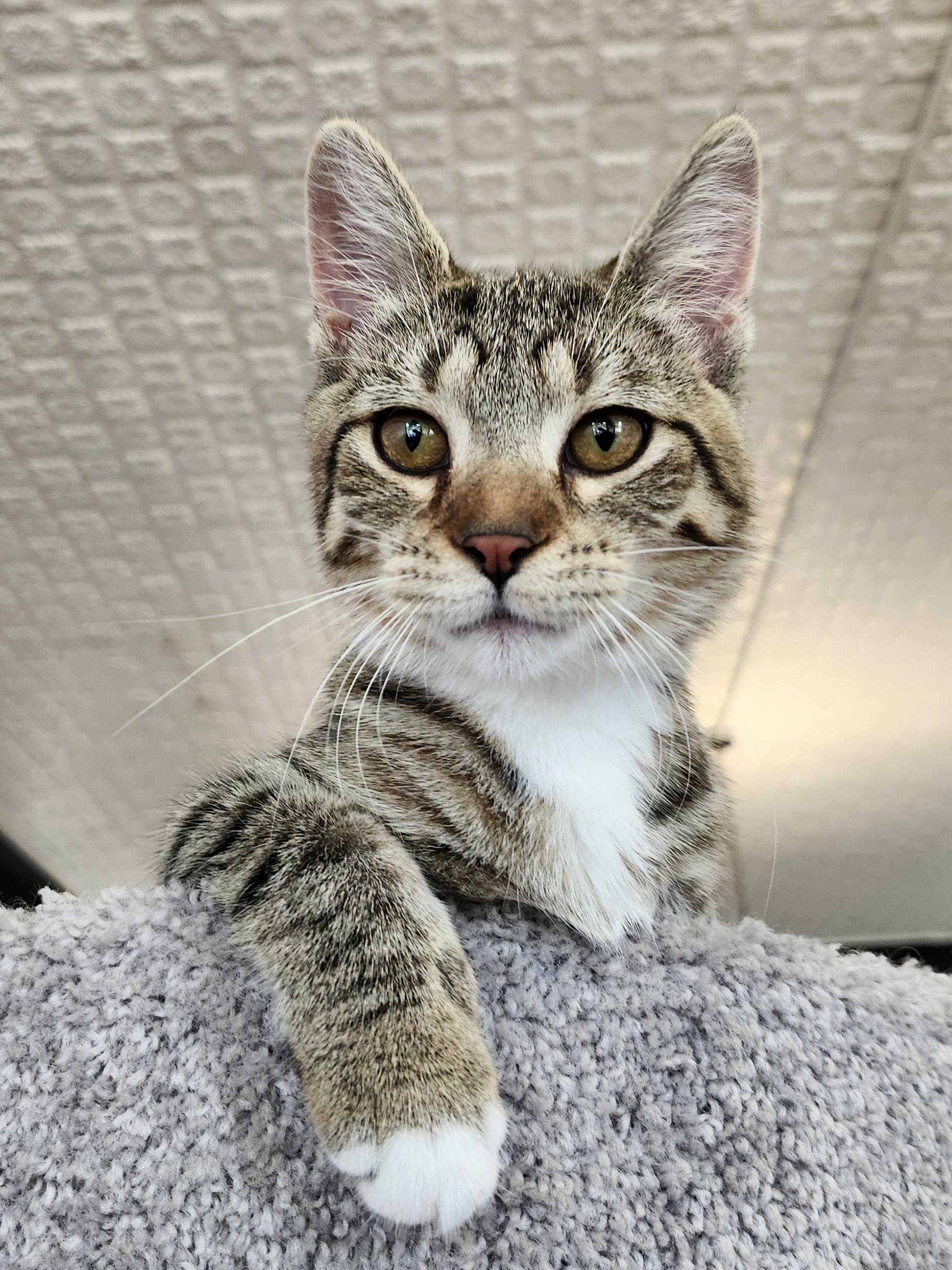 Enlarge Frenchy, an adopted mixed breed in Wild Rose, WI image 5/6