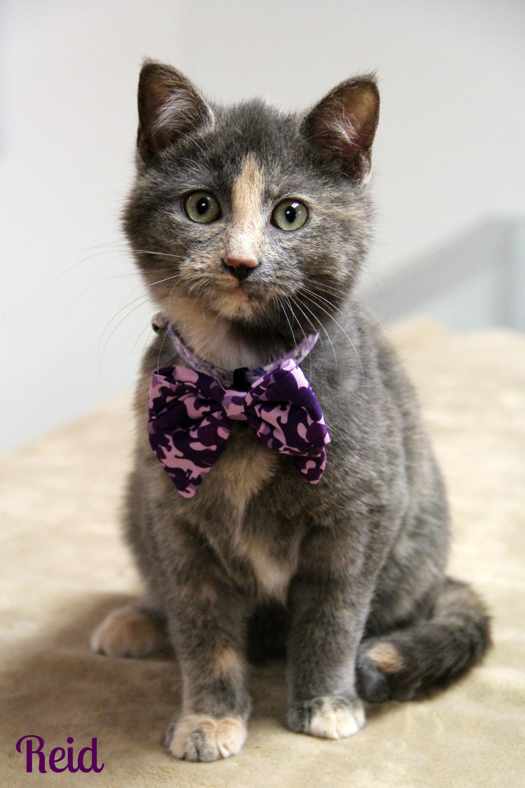 Reid , adopted, Young Female Domestic Short Hair.