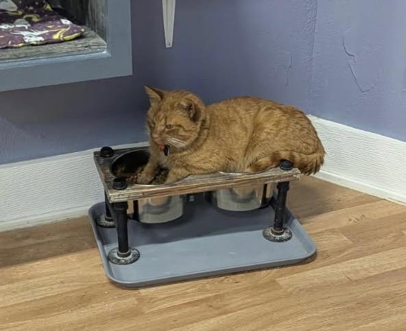 Enlarge Kenzo, a ADOPTABLE Domestic Short Hair in Grand Rapids, MI image 3/6