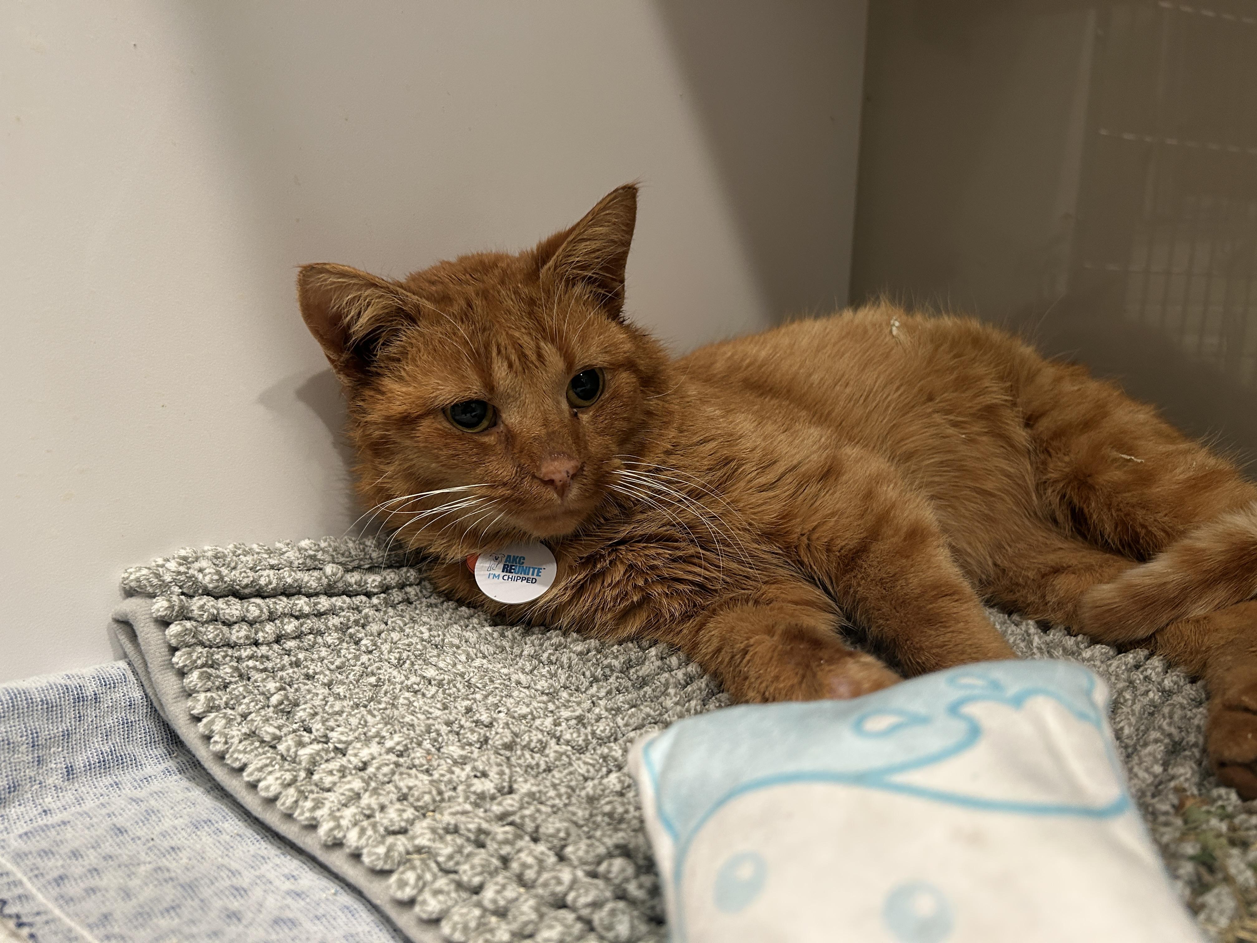 Enlarge Kenzo, a ADOPTABLE Domestic Short Hair in Grand Rapids, MI image 6/6