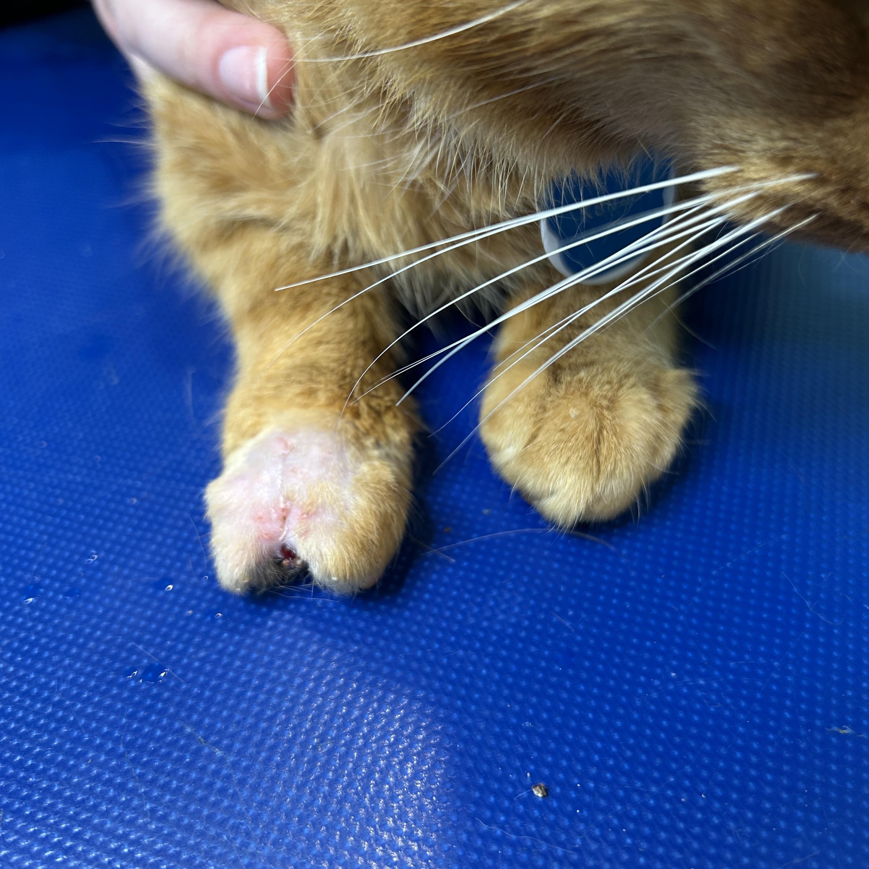 Enlarge Kenzo, a ADOPTABLE Domestic Short Hair in Grand Rapids, MI image 5/6