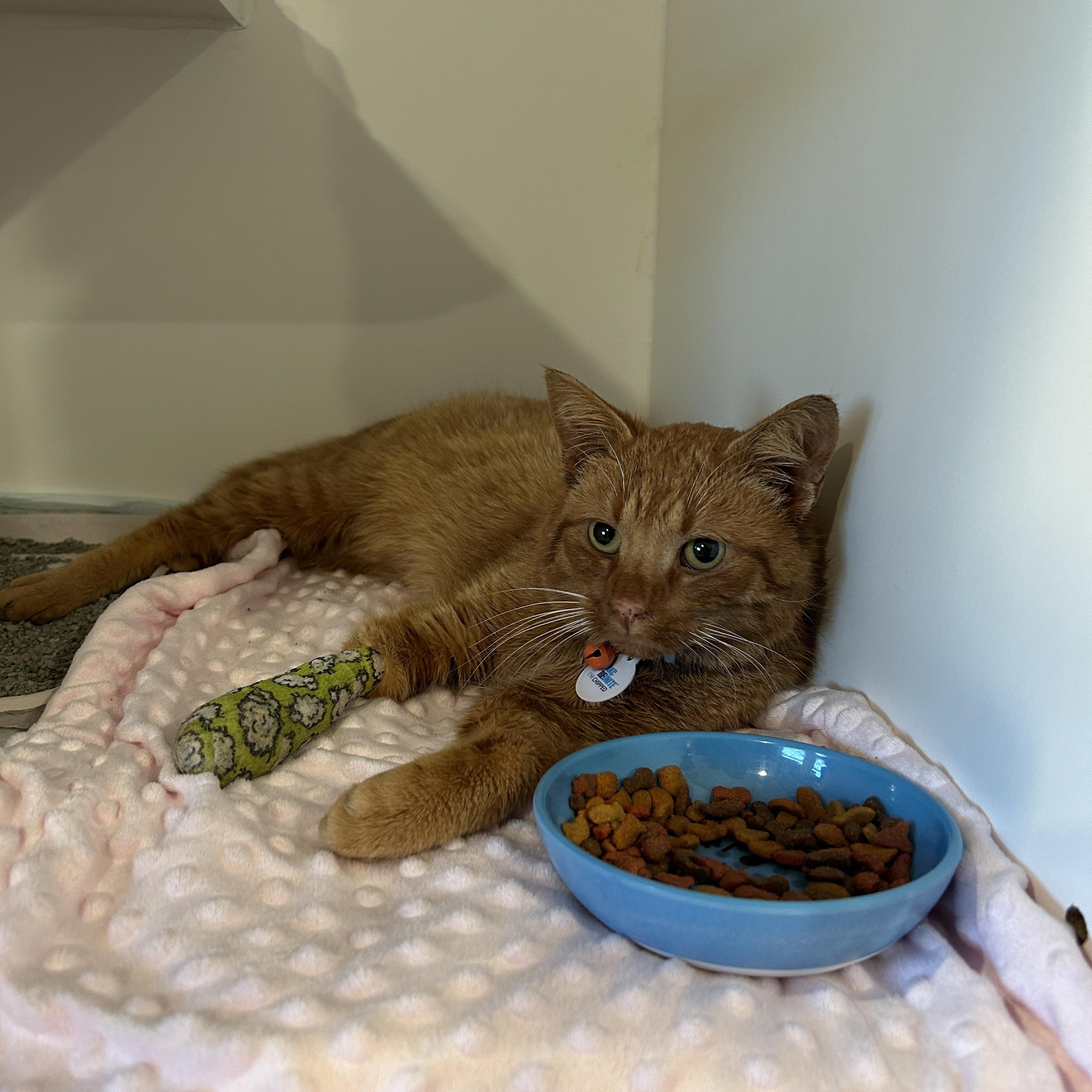Enlarge Kenzo, a ADOPTABLE Domestic Short Hair in Grand Rapids, MI image 4/6