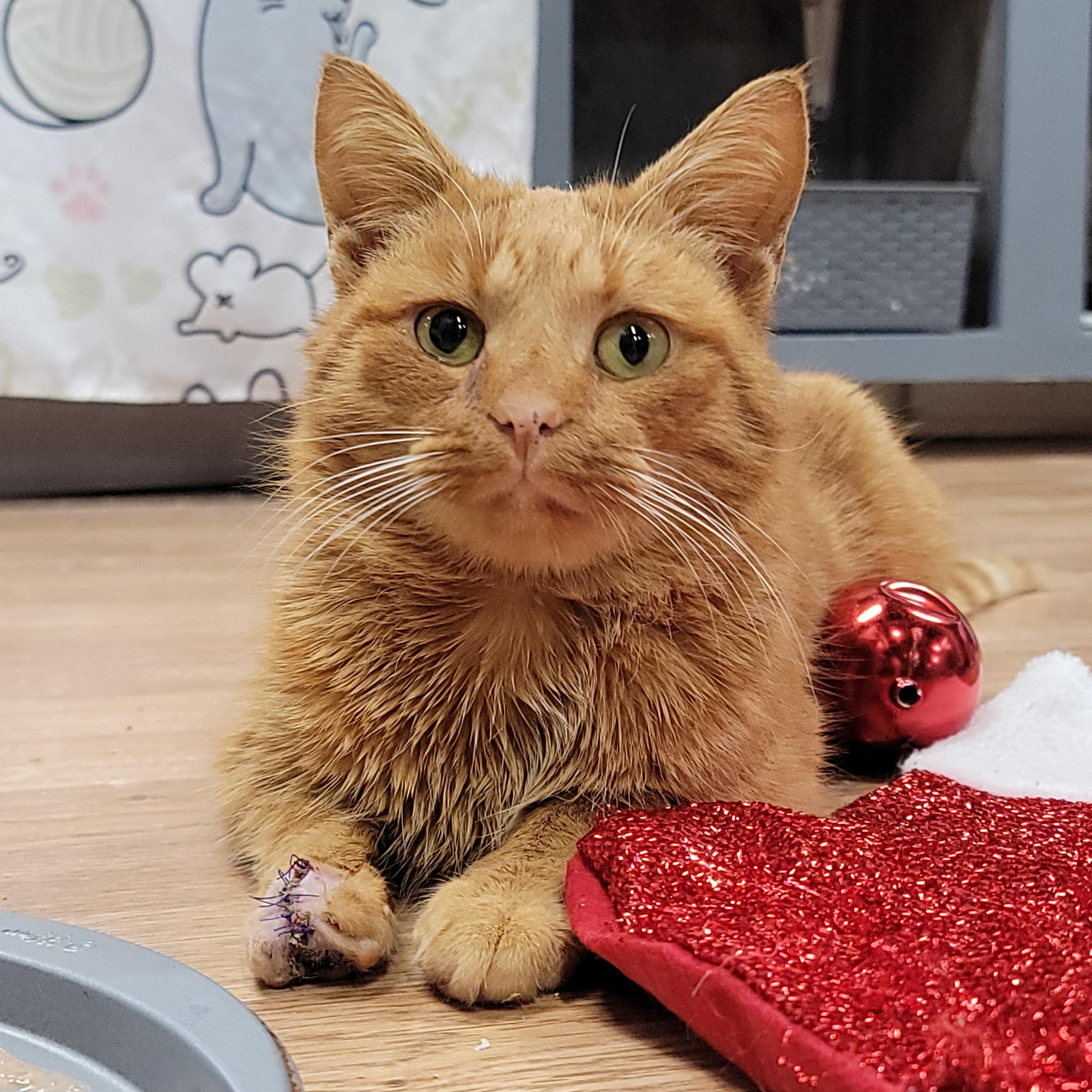 Enlarge Kenzo, a ADOPTABLE Domestic Short Hair in Grand Rapids, MI image 1/6