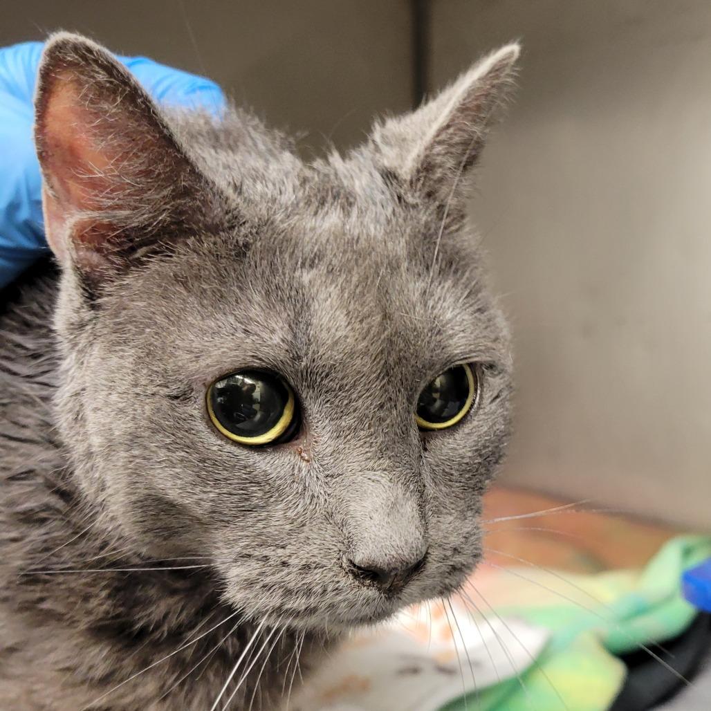 Mopey, Adoptable, Adult Female Domestic Short Hair.