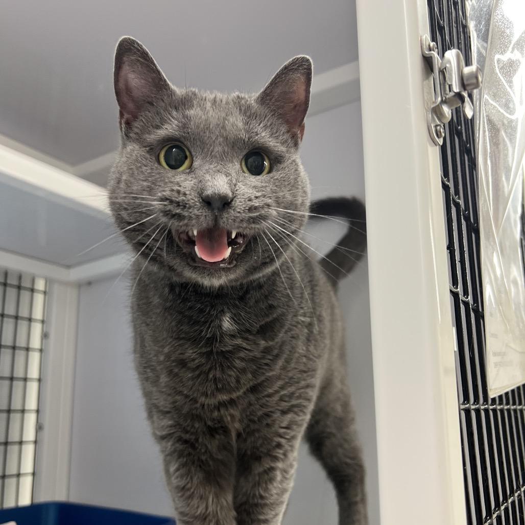 Enlarge Mopey, a Adoptable Domestic Short Hair in Ruckersville, VA image 2/2