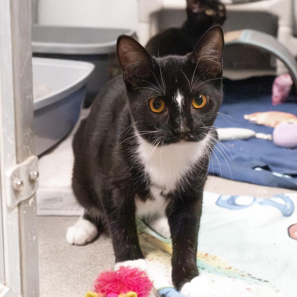 Melinda, Adoptable, Young Female Domestic Short Hair.