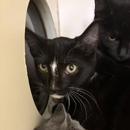 Enlarge Melinda, a Adoptable Domestic Short Hair in South Elgin, IL image 2/6