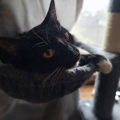 Enlarge Melinda, a Adoptable Domestic Short Hair in South Elgin, IL image 3/6