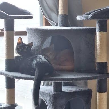 Enlarge Melinda, a Adoptable Domestic Short Hair in South Elgin, IL image 4/6