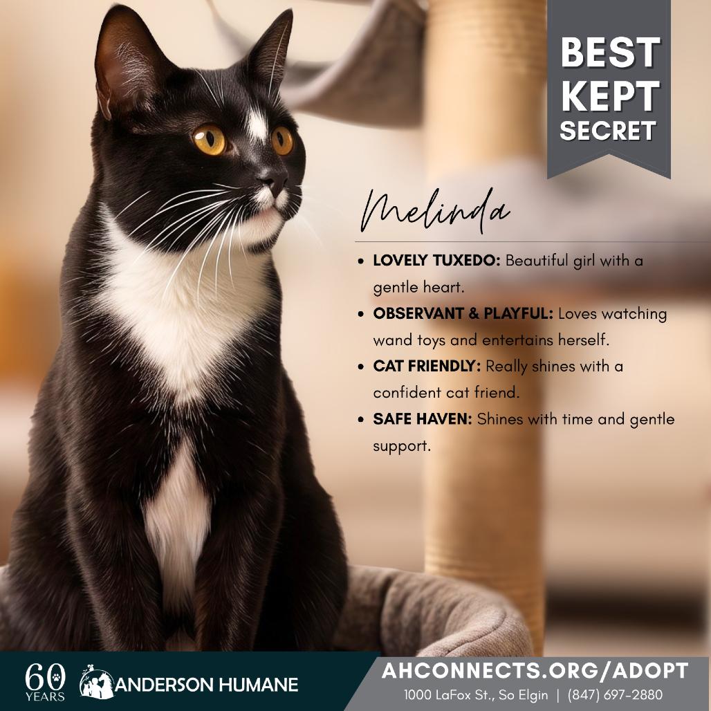 Melinda, a Adoptable Domestic Short Hair in South Elgin, IL image 4/6