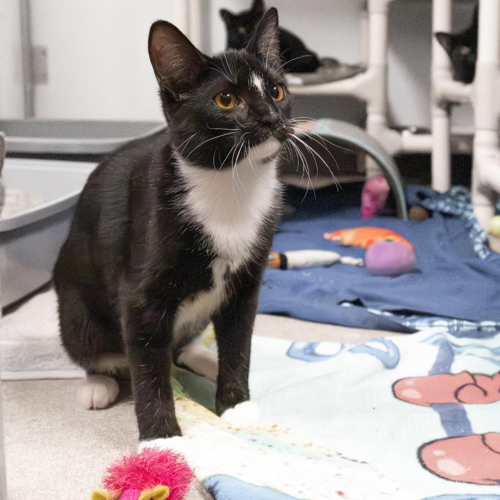 Enlarge Melinda, a Adoptable Domestic Short Hair in South Elgin, IL image 5/6