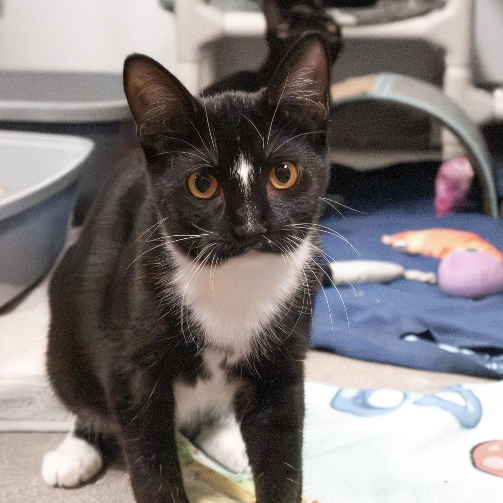 Enlarge Melinda, a Adoptable Domestic Short Hair in South Elgin, IL image 6/6