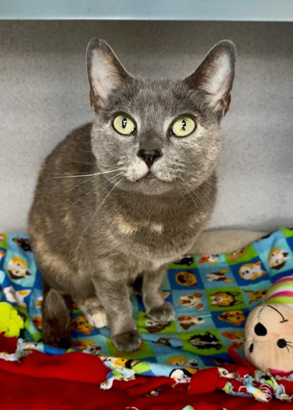 Enlarge Cashmere, a Adoptable mixed breed in Skillman, NJ image 1/1