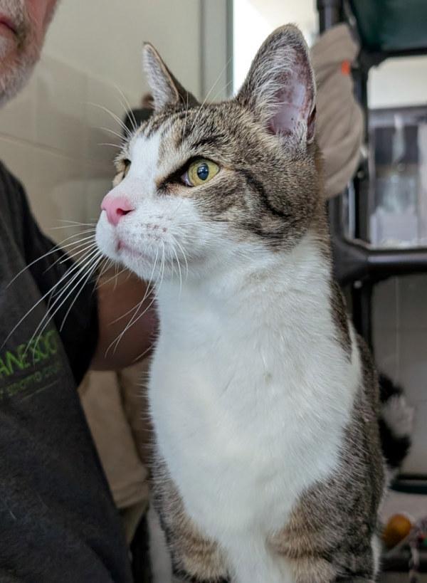 Aloysius, Adoptable, Senior Male Domestic Short Hair.