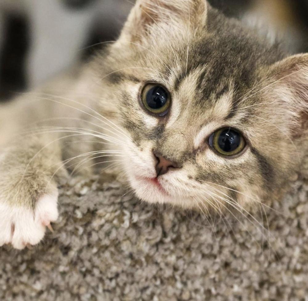 **Cat Cafe** Government Spending, Adoptable, Kitten Female Domestic Short Hair.