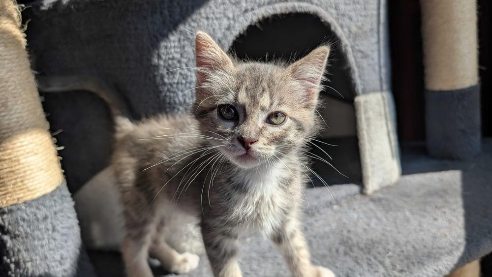 Enlarge **Cat Cafe** Government Spending, a Adoptable Domestic Short Hair in Topeka, KS image 2/2