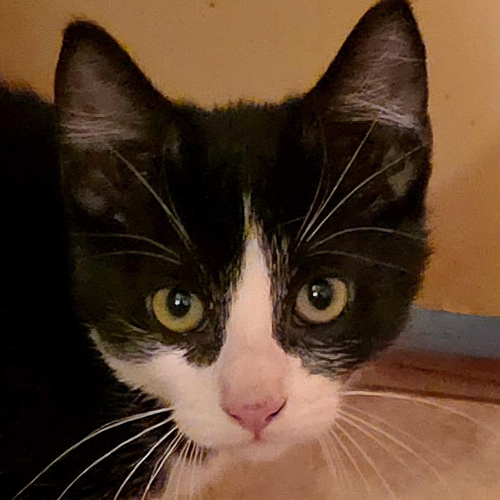 Cam, Adoptable, Kitten Male Domestic Short Hair.