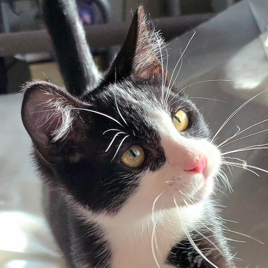 Enlarge Cam, a Adoptable Domestic Short Hair in Meridian, ID image 2/3