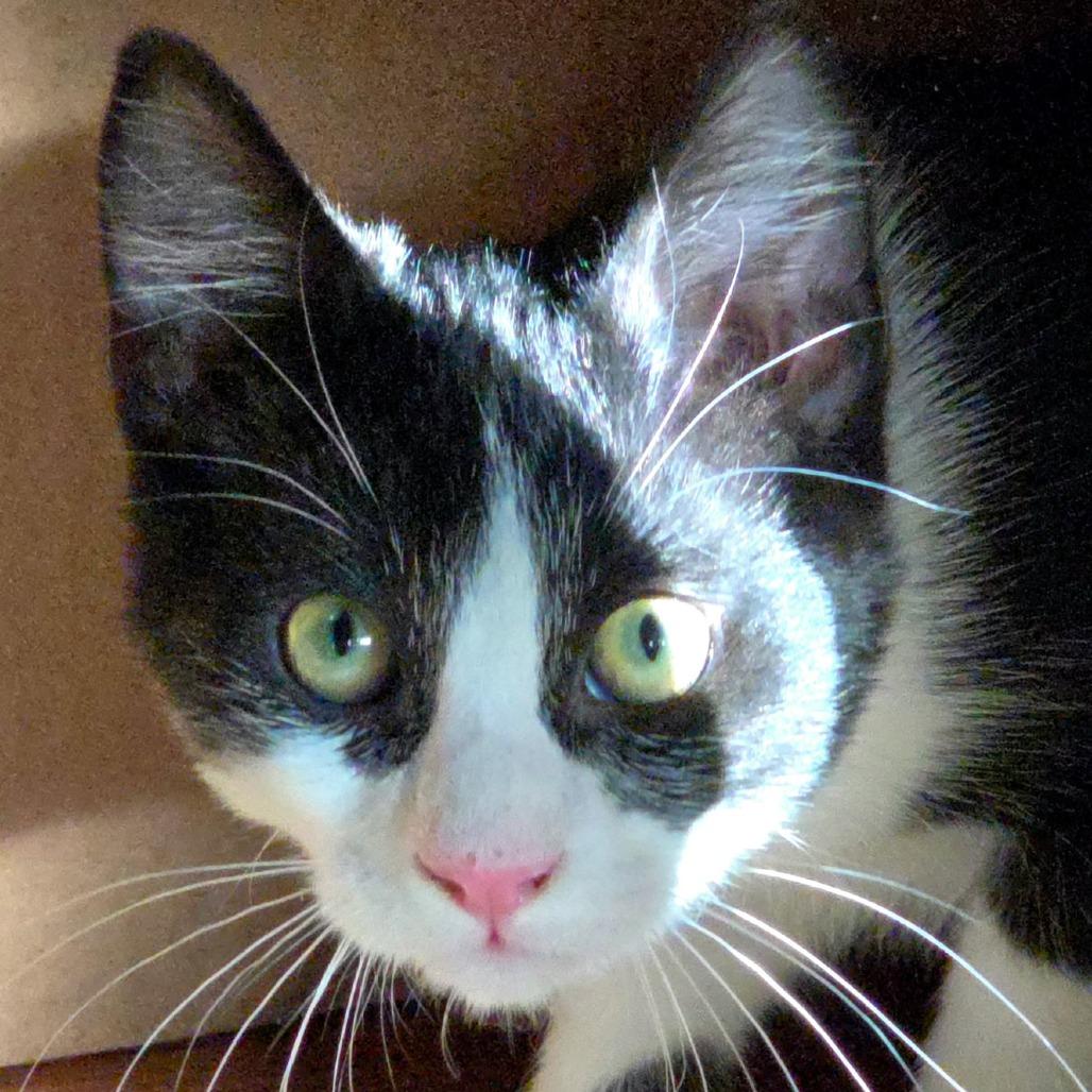 Enlarge Cam, a Adoptable Domestic Short Hair in Meridian, ID image 3/3