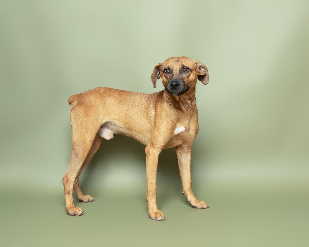 Locust, a Adoptable mixed breed in Rockport, TX image 1/6