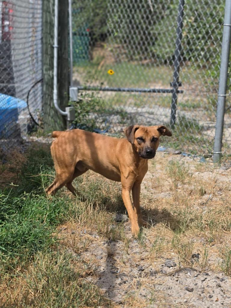 Locust, a Adoptable mixed breed in Rockport, TX image 2/6