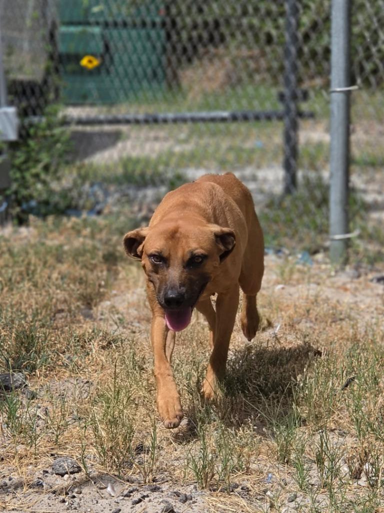 Locust, a Adoptable mixed breed in Rockport, TX image 3/6