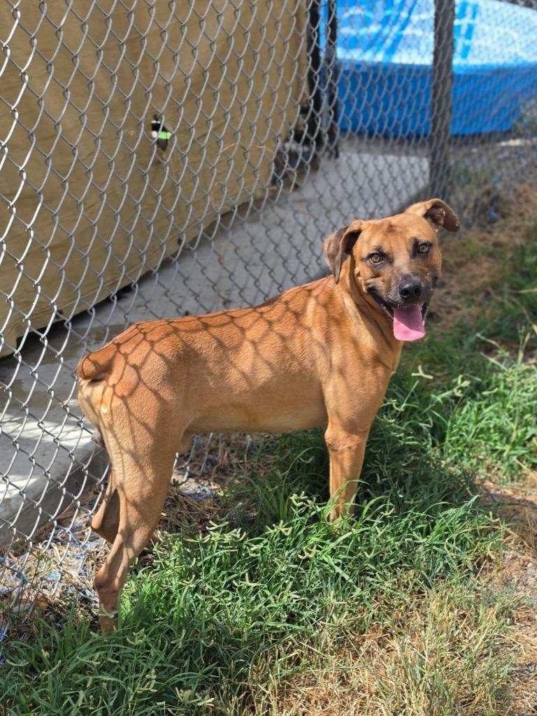 Locust, a Adoptable mixed breed in Rockport, TX image 4/6