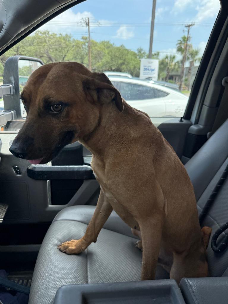 Locust, a Adoptable mixed breed in Rockport, TX image 5/6