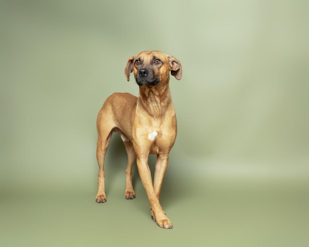 Locust, a Adoptable mixed breed in Rockport, TX image 6/6