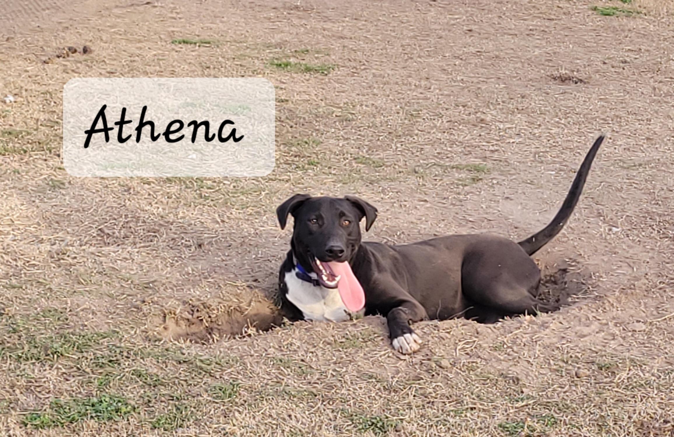 Athena, Adoptable, Young Female Labrador Retriever & Weimaraner.