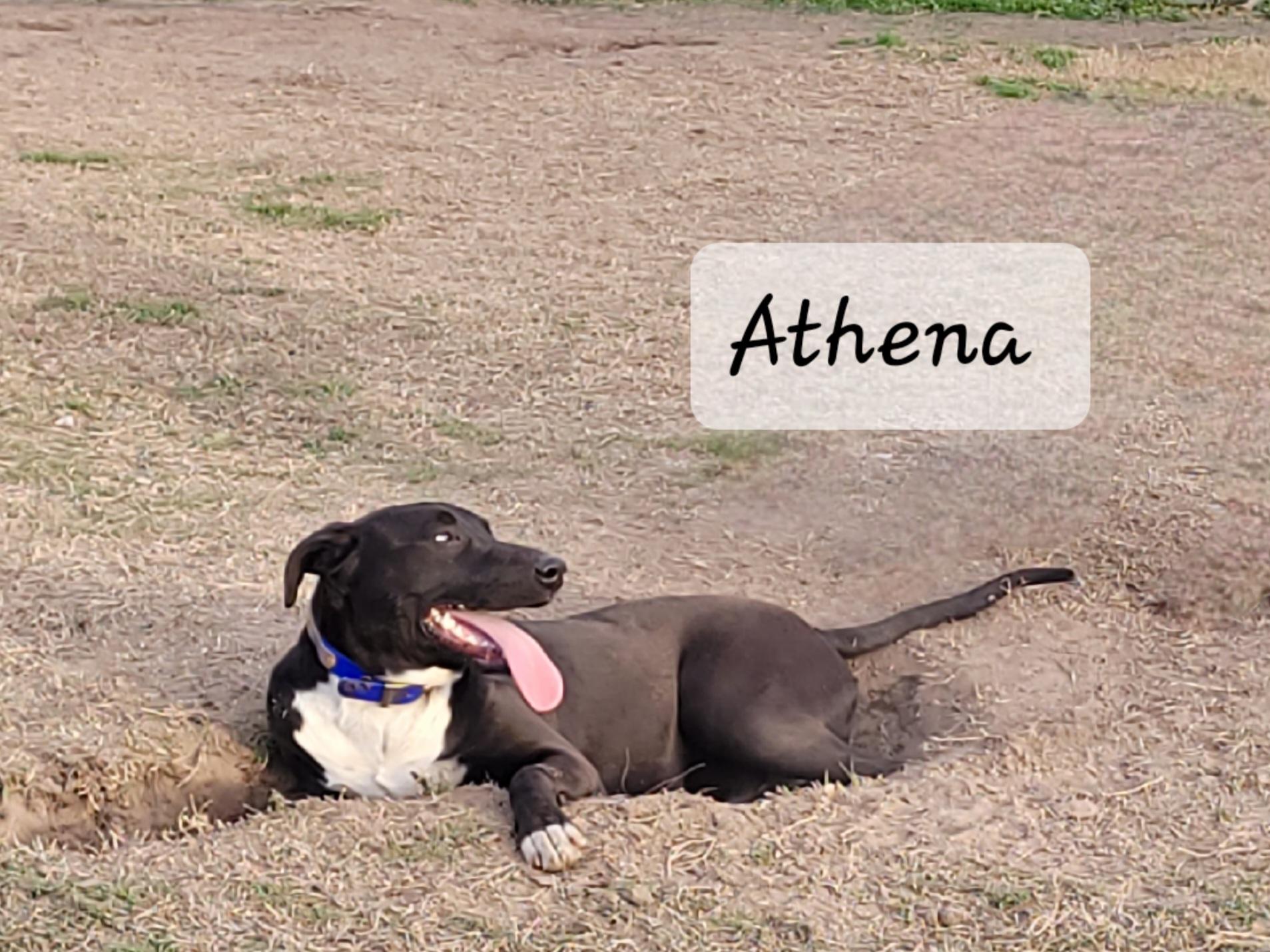 Enlarge Athena, a Adoptable mixed breed in Muskogee, OK image 2/4