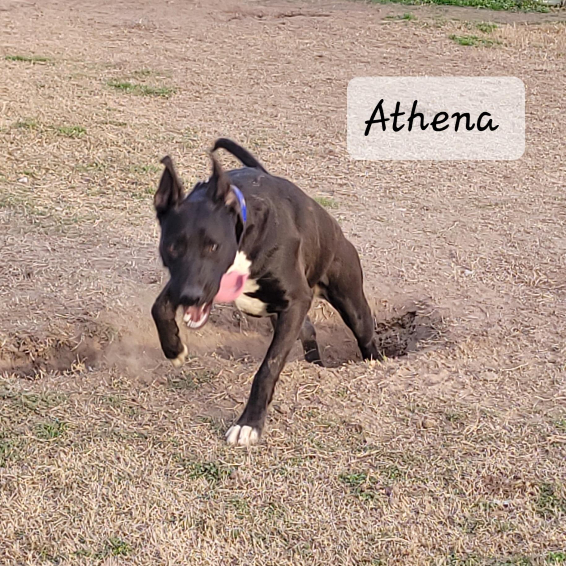 Enlarge Athena, a Adoptable mixed breed in Muskogee, OK image 3/4