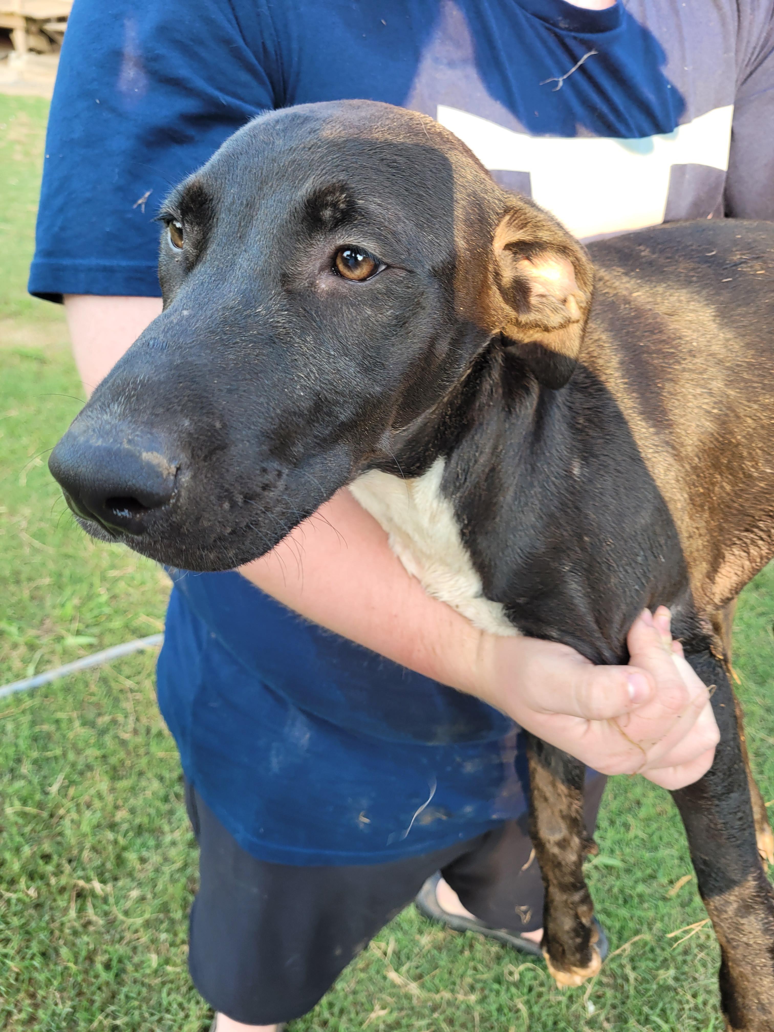 Athena, an adoptable Labrador Retriever, Weimaraner in Muskogee, OK, 74403 | Photo Image 6