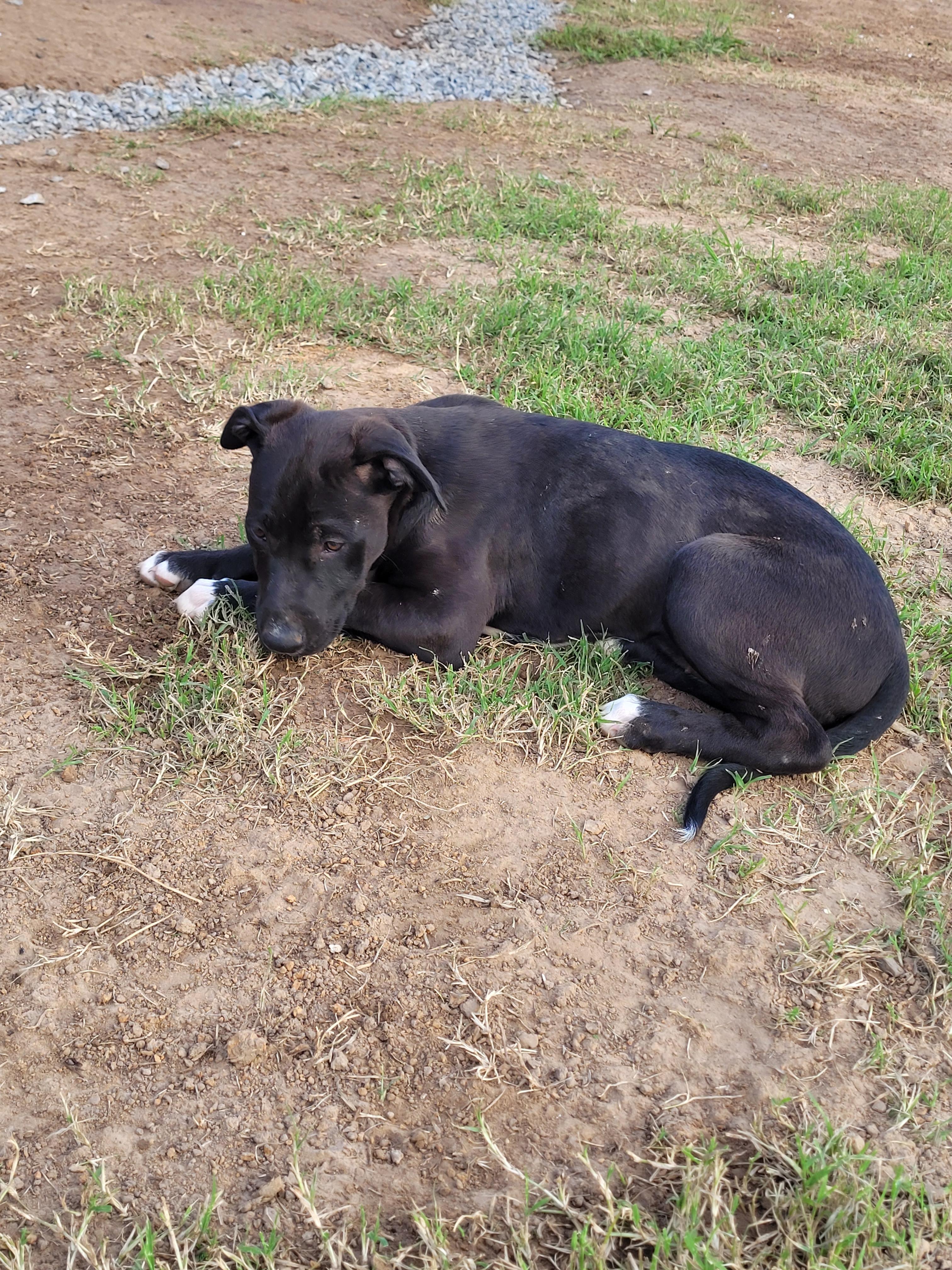 Athena, an adoptable Labrador Retriever, Weimaraner in Muskogee, OK, 74403 | Photo Image 1