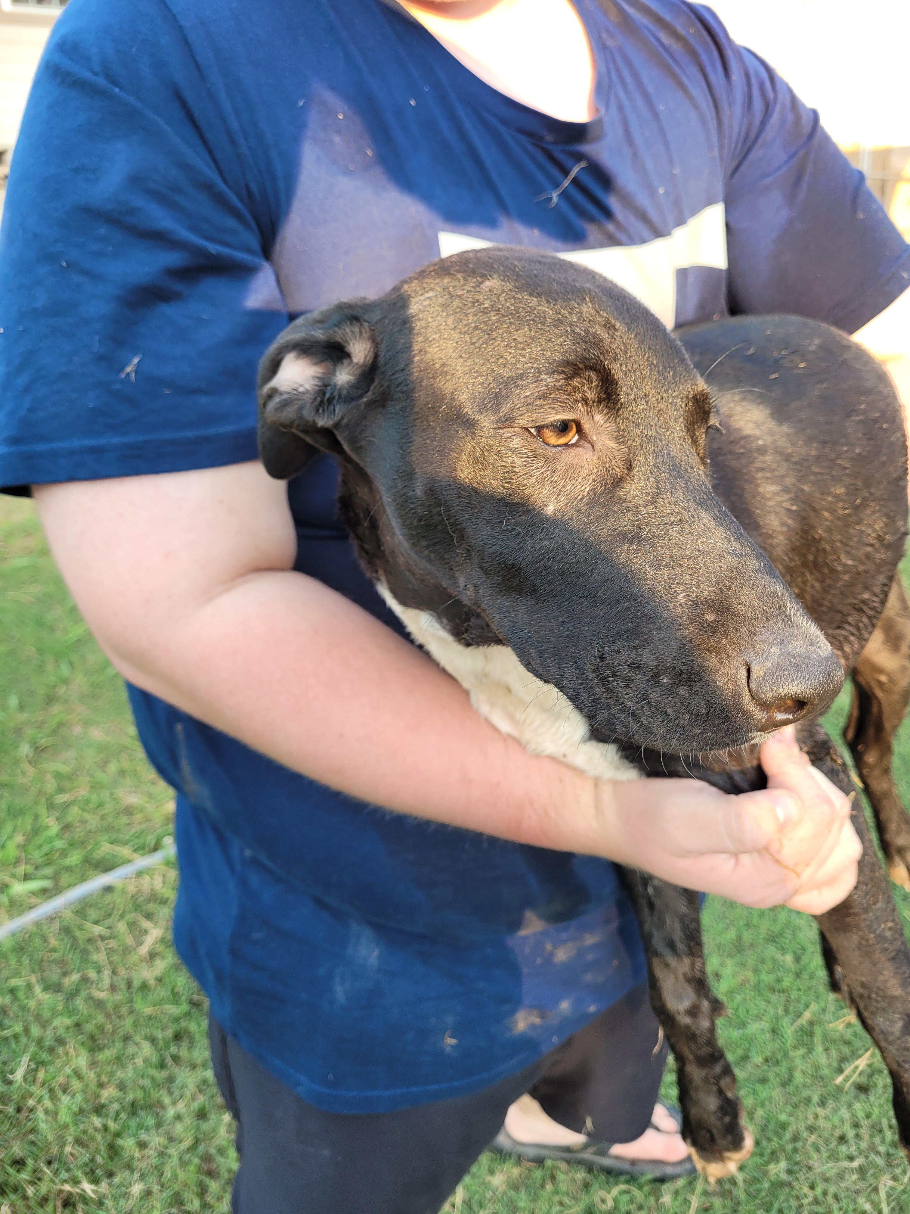 Enlarge Athena, a Adoptable mixed breed in Muskogee, OK image 3/6