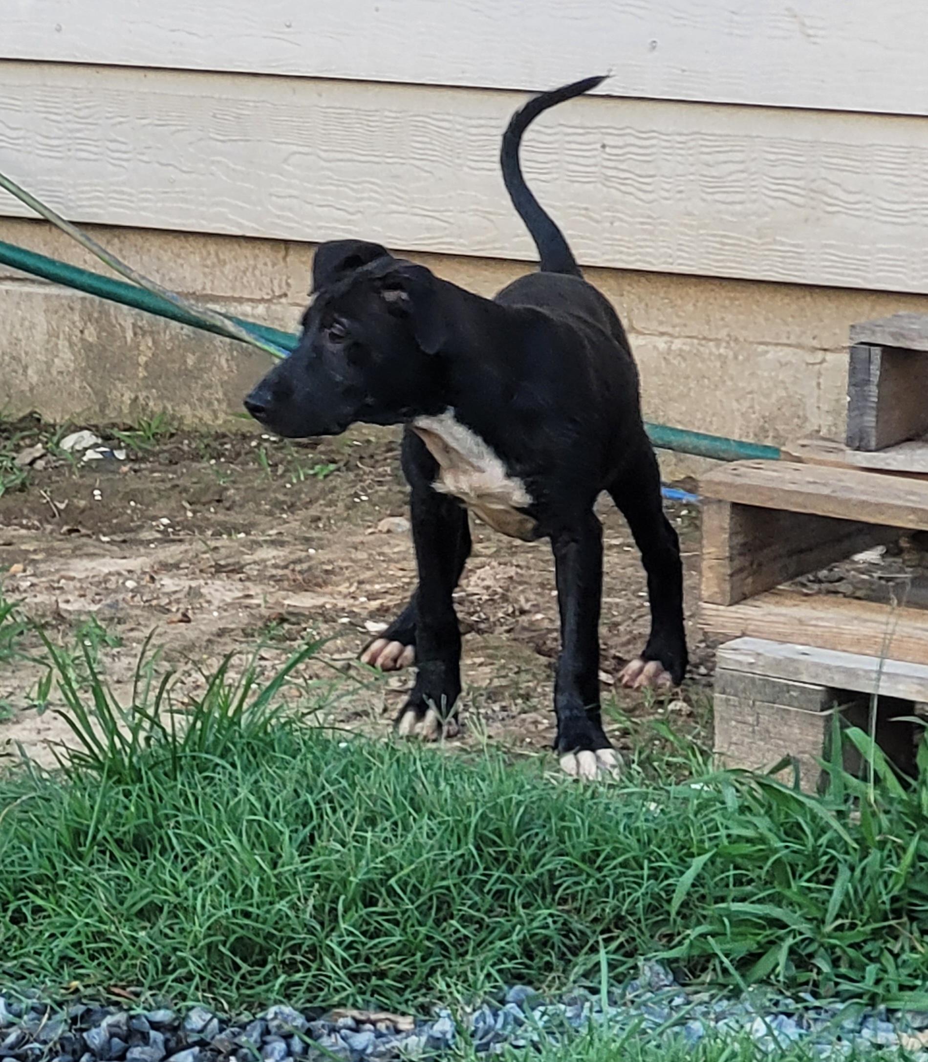 Enlarge Athena, a Adoptable mixed breed in Muskogee, OK image 4/6