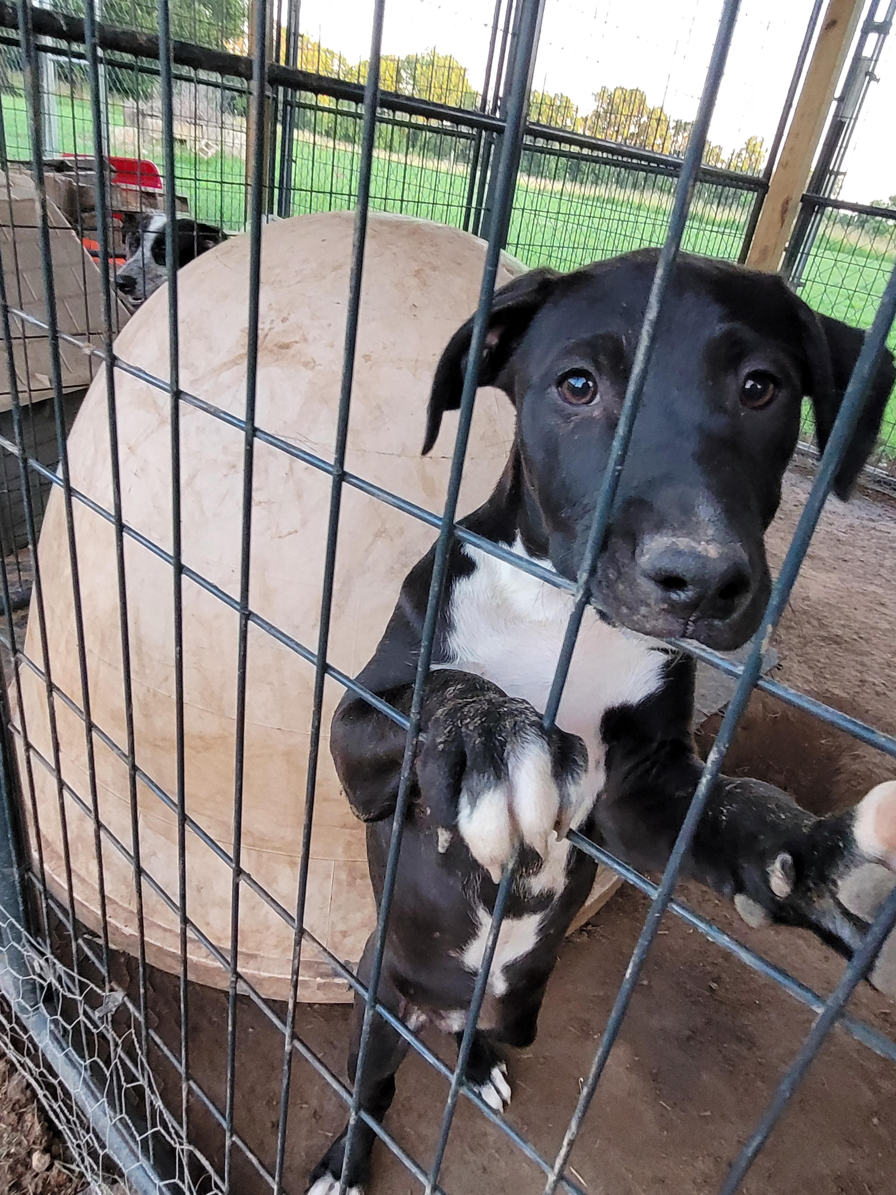Athena, an adoptable Labrador Retriever, Weimaraner in Muskogee, OK, 74403 | Photo Image 3