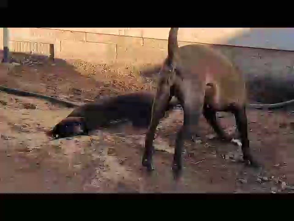 Enlarge Athena, a Adoptable mixed breed in Muskogee, OK video 4/4