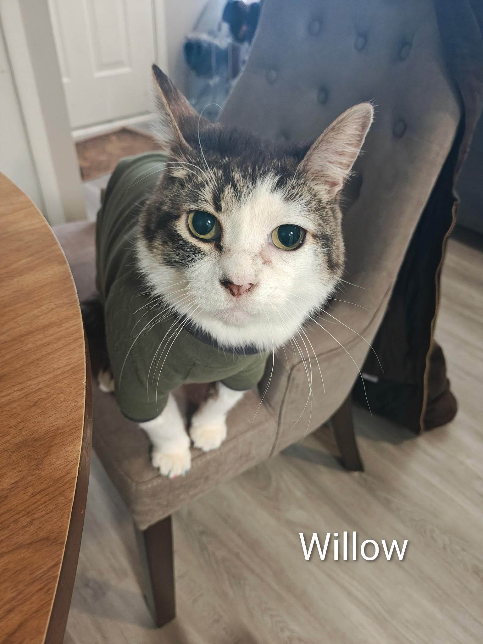 Enlarge Willow - Courtesy Post, a Adoptable Tabby in Clawson, MI image 1/2