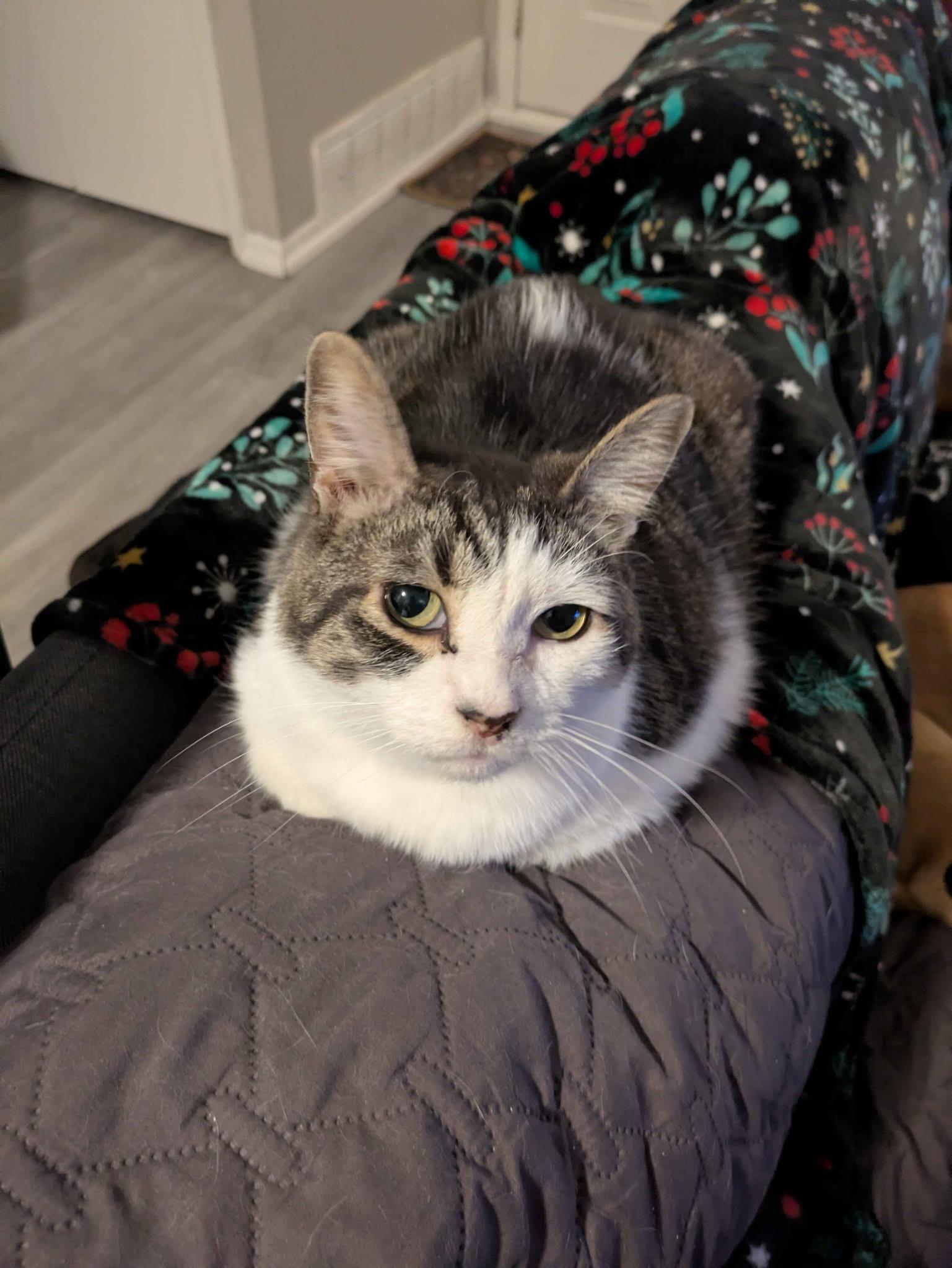 Enlarge Willow - Courtesy Post, a Adoptable Tabby in Clawson, MI image 2/2