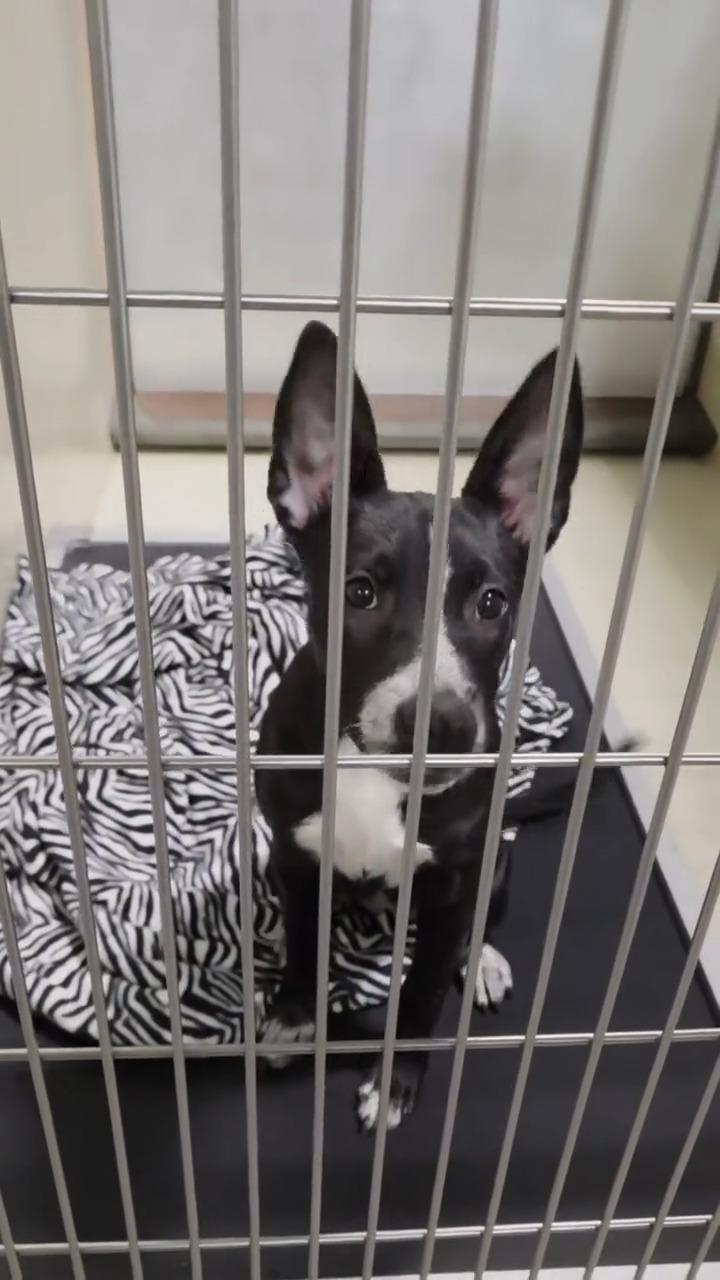 Moose - EUTHANASIA LIST - JUST 4 MONTHS OLD, Adoptable, Puppy Female Border Collie.