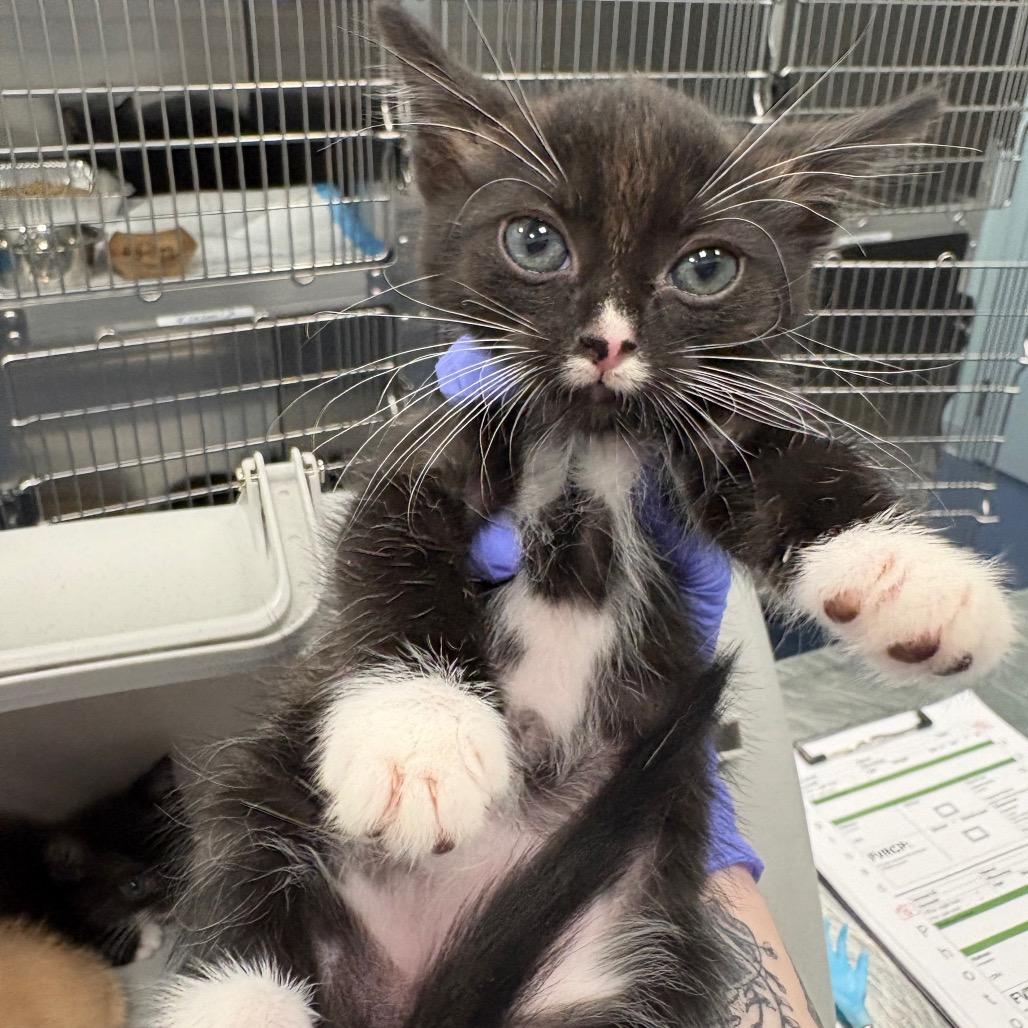 Ken, Adoptable, Kitten Male Domestic Short Hair.