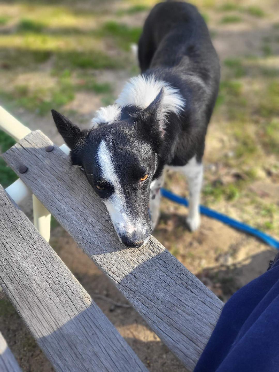 Sadie, a Adoptable mixed breed in Hesperia, CA image 2/5