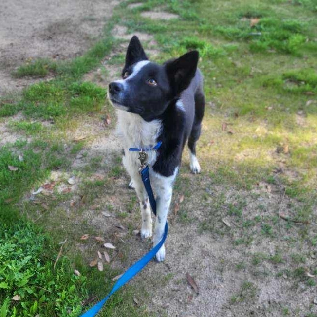 Sadie, a Adoptable mixed breed in Hesperia, CA image 5/5