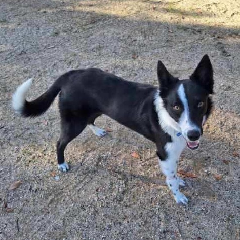 Sadie, a Adoptable mixed breed in Hesperia, CA image 4/5